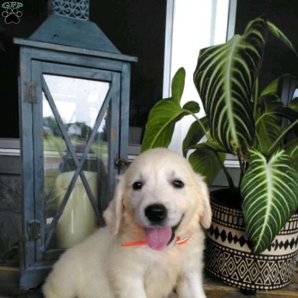 Rusty, English Cream Golden Retriever Puppy